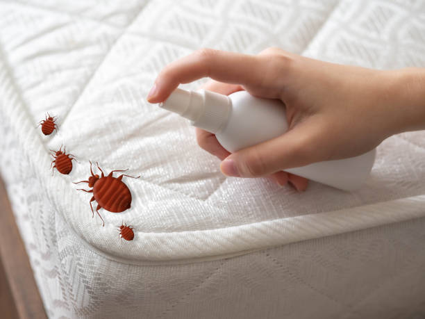 Professional Pest Control in East Moline, IL