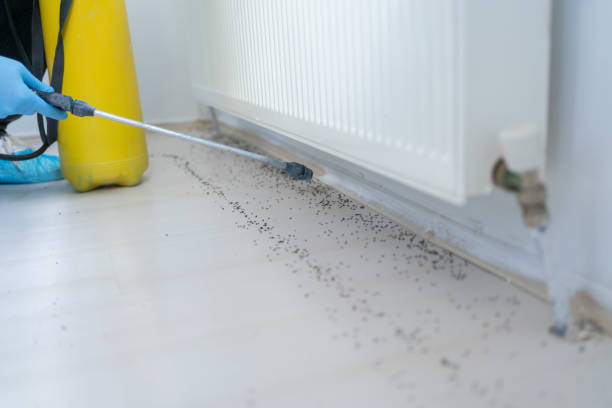 Flea Control Services in East Moline, IL