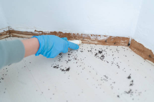 Best Mosquito Control Services  in East Moline, IL
