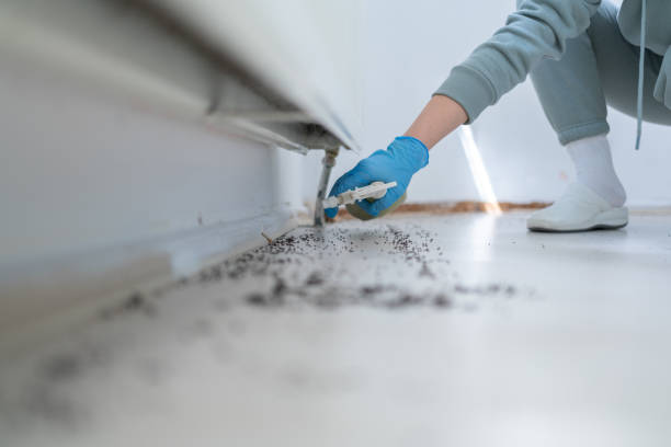 Best Affordable Pest Control Services  in East Moline, IL